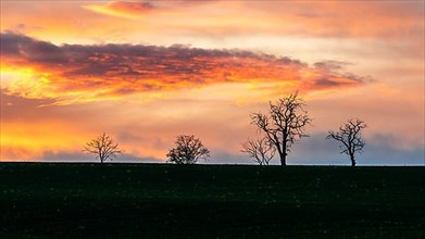 Sunset over Trees and Fields