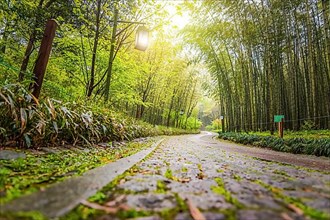 A path in china with bamboo trees
