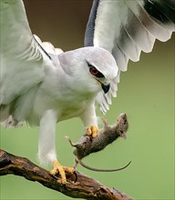 Red-eyed white eagle owl