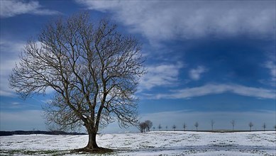 A lonely tree in the snow with clear sky