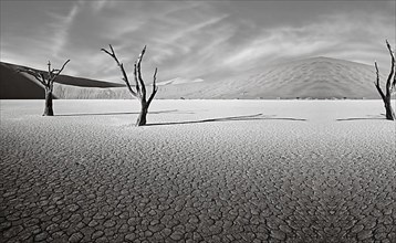 Dry trees in the desert