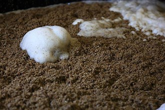 Process of mashing and fermentation in whisky