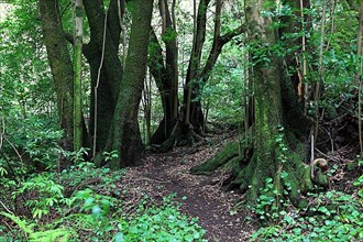 Hiking trail in the laurel forest of Los Tilos