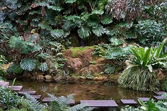Exotic plants and small lake in the Palm House