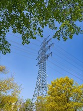 High-voltage power line behind trees at the Hardtwald West motorway service station