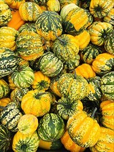 Harvested pumpkin