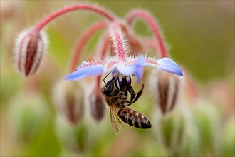 Borage flowers with bees