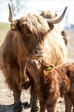 Highland cattle with calf on pasture