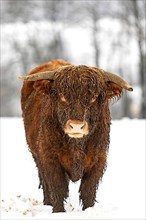 Highland cattle on winter pasture