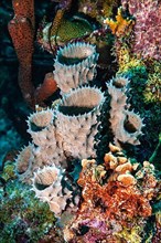 Sponges in the reef