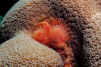 Christmas tree worm of a coral