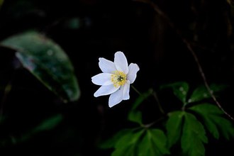 Wide open flower of a wood anemone