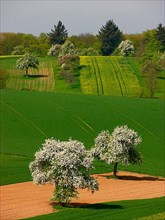 Blossoming pear trees european pear