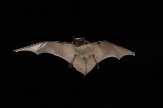 Parti-coloured bat
