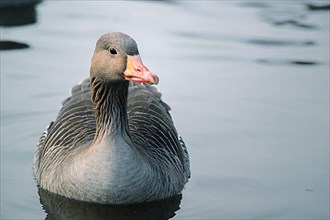 Greylag goose in the Rheinaue