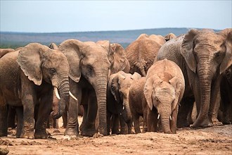 Group of elephants with cubs in Addo Elephant National Park