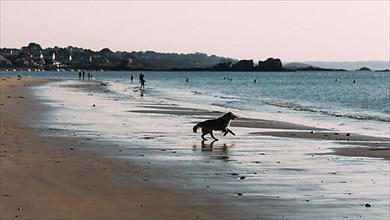Dog on the beach of Port Blanc in the morning light