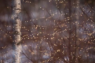 Glistening raindrops in young birch branches in the morning