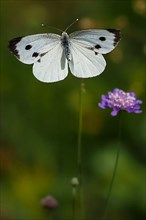 Cabbage butterfly,