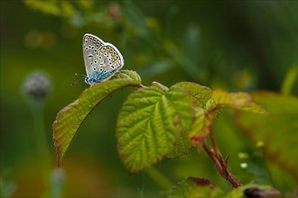 Common blue butterfly,