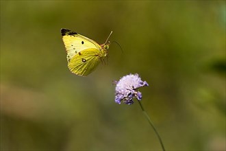 Pale clouded yellow,