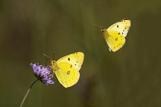 Pale clouded yellow,