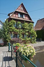 Wissembourg, vine-covered house on the Lauter Canal