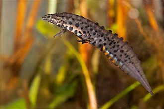 Common newt,