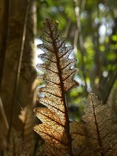 Eaten and weathered leaf in rainforest, Australia -