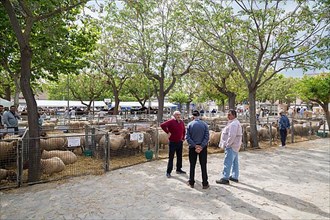 Sheep at livestock market fair Fira de Sineu, Sineu