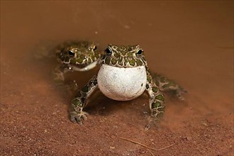 European green toad,