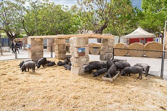 Black pigs at livestock market fair Fira de Sineu, Sineu