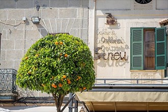 Orange tree in front of house facade with lettering, Sineu