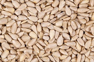 Close up of many white dehulled sunflower seeds,