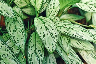 Leaves of tropical 'Aglaonema Commutatum Silver Queen' plant with beautiful silver markings,