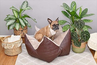 French Bulldog sitting in star shaped dog pillow bed,
