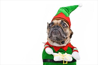 French Bulldog dog in Christmas elf costume,