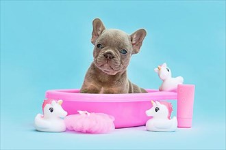 Isabella French Bulldog dog puppy in pink bathtub with rubber ducks on blue background,