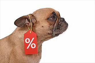 French Bulldog dog with price tag with percent sale sign isolated on white background,