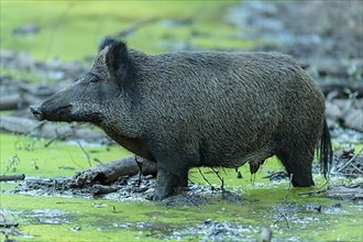 Wild boar,