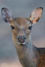 Sika Deer,