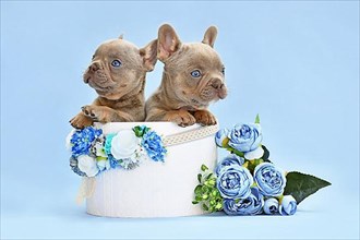 Pair of French Bulldog dog puppies peeking out of box with flowers on blue background,