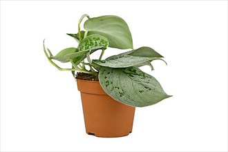 Small exotic 'Scindapsus Pictus Silvery Ann' houseplant in pot on white background,
