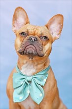 Red French Bulldog dog in front of mint green background,