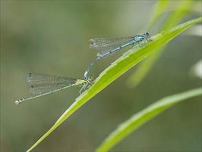 Dragonfly, common blue damselfly
