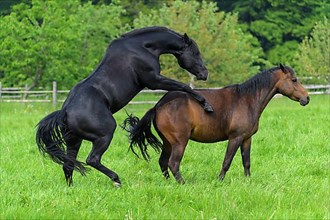 Domestic horse, mare and stallion on the pasture