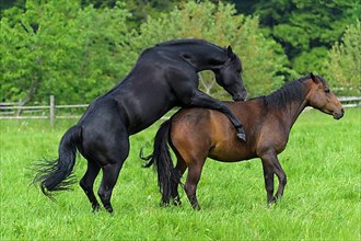 Domestic horse, mare and stallion on the pasture