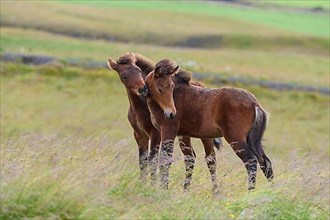 Icelandic Horse, Icelandic Pony