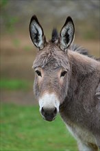 Donkey, portrait