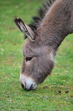 Donkey, portrait